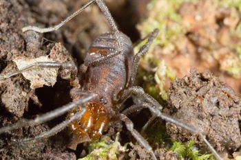 Media type: image;   Invertebrate Zoology 138077